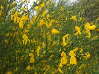 Cytisus scoparius 30, Brem, Saxifraga-Ed Stikvoort