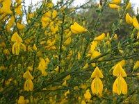 Cytisus scoparius 32, Brem, Saxifraga-Ed Stikvoort