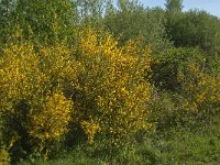 Cytisus scoparius 45, Brem, Saxifraga-Jan van der Straaten