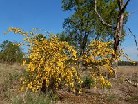 Cytisus scoparius 54, Brem, Saxifraga-Ed Stikvoort