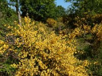 Cytisus scoparius 58, Brem, Saxifraga-Ed Stikvoort