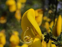 Cytisus scoparius 65, Brem, Saxifraga-Luuk Vermeer