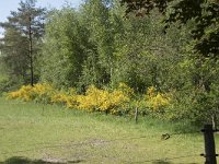 Cytisus scoparius 71, Brem, Saxifraga-Willem van Kruijsbergen