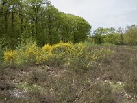 Cytisus scoparius 88, Brem, Saxifraga-Willem van Kruijsbergen