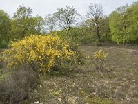 Cytisus scoparius 89, Brem, Saxifraga-Willem van Kruijsbergen