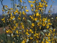 Cytisus striatus 2, Saxifraga-Piet Zomerdijk