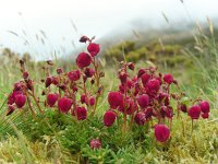 Daboecia azorica 4, Saxifraga-Ed Stikvoort