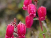 Daboecia azorica 6, Saxifraga-Ed Stikvoort