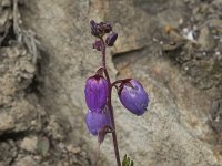 Daboecia cantabrica 17, Saxifraga-Willem van Kruijsbergen