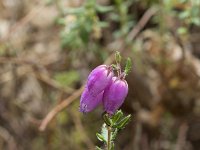 Daboecia cantabrica 18, Saxifraga-Willem van Kruijsbergen