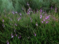 Daboecia cantabrica 24, Saxifraga-Ed Stikvoort : Posada de Valdeón - Espinama s9900
