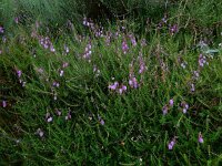 Daboecia cantabrica 25, Saxifraga-Ed Stikvoort : Posada de Valdeón - Espinama s9900