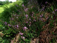 Daboecia cantabrica 26, Saxifraga-Ed Stikvoort : ZW van Cordiñanes de Valdeón s9900