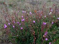 Daboecia cantabrica 3, Saxifraga-Ed Stikvoort