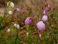 Daboecia cantabrica 6, Saxifraga-Ed Stikvoort