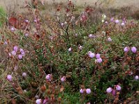 Daboecia cantabrica 8, Saxifraga-Ed Stikvoort