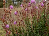 Daboecia cantabrica 9, Saxifraga-Ed Stikvoort