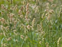 Dactylis glomerata 4, Kropaar, Saxifraga-Rudmer Zwerver