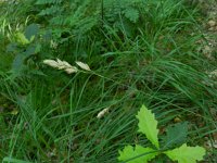 Dactylis glomerata 5, Kropaar, Saxifraga-Rutger Barendse