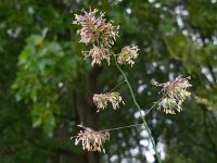 Dactylis glomerata 8, Kropaar, Saxifraga-Ed Stikvoort