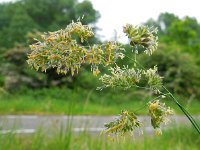 Dactylis glomerata 9, Kropaar, Saxifraga-Ed Stikvoort