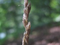 Dactylis polygama 8, IJle kropaar, Saxifraga-Rutger Barendse