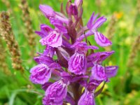 Dactylorhiza alpestris 2, Saxifraga-Ed Stikvoort