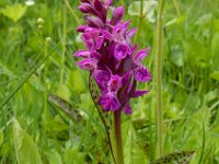 Dactylorhiza alpestris 4, Saxifraga-Ed Stikvoort