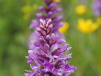 Dactylorhiza andoeyana 11, Saxifraga-Hans Dekker