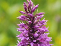 Dactylorhiza andoeyana 12, Saxifraga-Hans Dekker