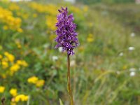 Dactylorhiza andoeyana 2, Saxifraga-Hans Dekker