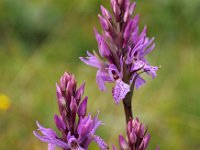 Dactylorhiza andoeyana 3, Saxifraga-Hans Dekker