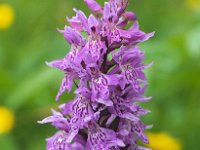 Dactylorhiza andoeyana 4, Saxifraga-Hans Dekker