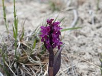 Dactylorhiza cruenta 4, Saxifraga-Hans Dekker