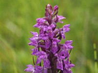 Dactylorhiza cruenta 6, Saxifraga-Hans Dekker