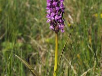 Dactylorhiza cruenta 8, Saxifraga-Hans Dekker