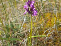 Dactylorhiza curvifolia 10, Saxifraga-Hans Dekker