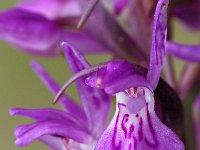 Dactylorhiza curvifolia 3, Saxifraga-Hans Dekker