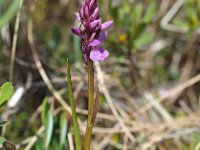 Dactylorhiza curvifolia 5, Saxifraga-Hans Dekker