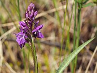 Dactylorhiza curvifolia 6, Saxifraga-Hans Dekker