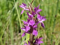 Dactylorhiza curvifolia 7, Saxifraga-Hans Dekker