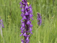 Dactylorhiza elata 3, Grote rietorchis, Saxifraga-Willem van Kruijsbergen