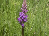 Dactylorhiza elata 8, Grote rietorchis, Saxifraga-Willem van Kruijsbergen