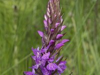 Dactylorhiza elata 9, Grote rietorchis, Saxifraga-Willem van Kruijsbergen