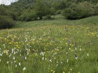 Dactylorhiza elata 1, Grote rietorchis, Saxifraga-Willem van Kruijsbergen