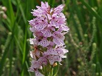 Dactylorhiza elodes 10, Saxifraga-Hans Dekker