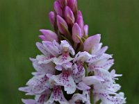 Dactylorhiza elodes 3, Saxifraga-Hans Dekker