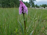 Dactylorhiza elodes 4, Saxifraga-Hans Dekker