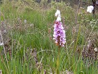 Dactylorhiza elodes 6, Saxifraga-Hans Dekker  JENOPTIK DIGITAL CAMERA