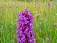 Dactylorhiza euxina 2, Saxifraga-Ed Stikvoort